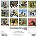 2016 Dobermans Wall Calendar