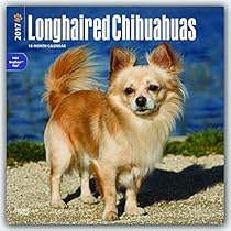 Chihuahuas, Longhaired 2017 Square (Multilingual Edition)