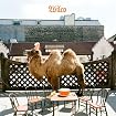 Wilco (The Album)