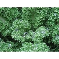 Blue Scotch Curled Kale - 100 Seeds - BONUS PACK