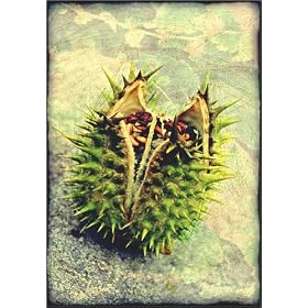 photographie Seeds est disperible en (L x H): 50 x 70 cm de LoRo-Art
