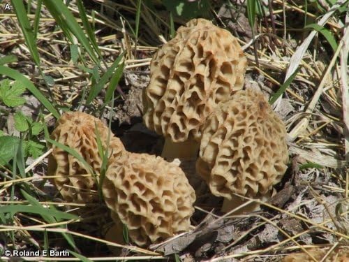 Morel Mushroom Kit by Gallboys
