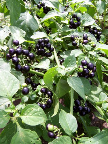 -Bulk- GARDEN HUCKLEBERRY BUSH 'Great for Gems, Jelly & Pies' 350+Annual Seeds -Bulk- GARDEN HUCKLEBERRY BUSH 'Great for Gems, Jelly & Pies' 350+Annual Seeds