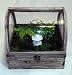Domed Terrarium (Wardian Case) 10
