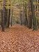 Forest Way, Paderborn, Germany Photographic Poster Print by Thorsten Milse, 12x16