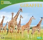 Giraffes