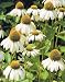 WHITE SWAN CONEFLOWER 25 SEEDS