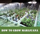 61WrFkPn7RL. SL160  How to Grow Marijuana