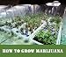 How to Grow Marijuana