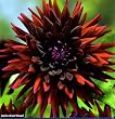 Black Wizard Cactus Dahlia 1 Tuber -NEW!- Almost Black!