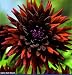 Black Wizard Cactus Dahlia 1 Tuber -NEW!- Almost Black!
