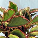 Hirt's Rainbow Ginny Peperomia 4" Pot - Easy to Grow Houseplant