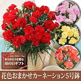 送料無料遅れてもうれしい母の日ギフト花色おまかせカーネーション5号鉢 