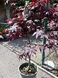 Bloodgood Japanese Maple Tree Two Gallon