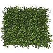 Twelve 1.25"hx10"wx10"l Boxwood Mat Green