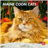 Maine Coon Cats 2013 Square 12X12 Wall Calendar