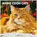 Maine Coon Cats 2013 Square 12X12 Wall Calendar