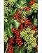 Photographic Prints of IVY - in flower and black Bryony berries from Ardea Wildlife Pets