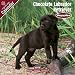 2009 Chocolate Labrador Puppies Wall Calendar