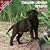 2009 Chocolate Labrador Puppies Wall Calendar