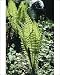 Photographic Prints of Rog-6009 Ostrich Fern from Ardea Wildlife Pets