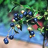 【大特価】ブルーベリーの約４～５倍のアントシアニンを含むビルベリー 挿木２～３年生15cmポット苗 １株