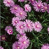 這性マツバギク麗晃（レイコウ）3号ポット28株セット（一平米分）[グランドカバーに！]