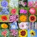 7,000 Seeds, Wildflower Mixture "All Annual" (20 Species) Seeds By Seed Needs (SHIPS FROM THE U.S.A)