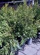Eversweet Pomegranate Tree Five Gallon