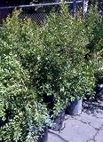 Eversweet Pomegranate Tree Five Gallon
