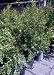 Eversweet Pomegranate Tree Five Gallon