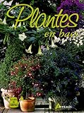 Plantes en bacs