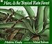 Here is the Tropical Rainforest (Here is)
