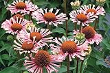 Amazon / Hirts: Coneflower: Quills and Thrills Coneflower Perennial - Echinacea