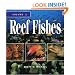 Reef Fishes: A Guide to Their Identification, Behavior and Captive Care, Vol. 1