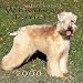 Soft Coated Wheaten Terriers 2000 Calendar
