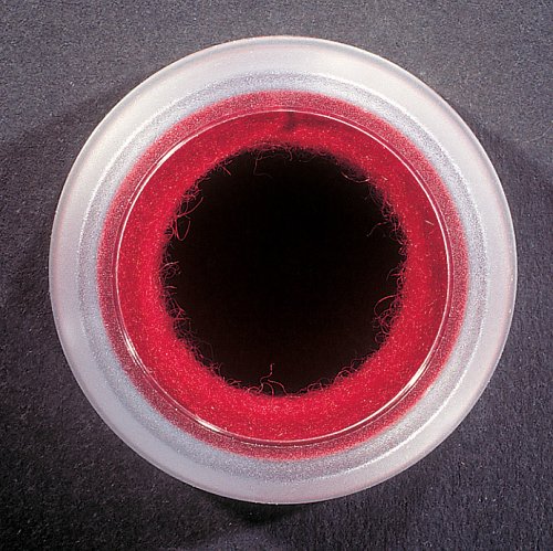 Zyliss Tropfring transparent