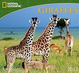 2012 Giraffes - National Geographic Wall calendar