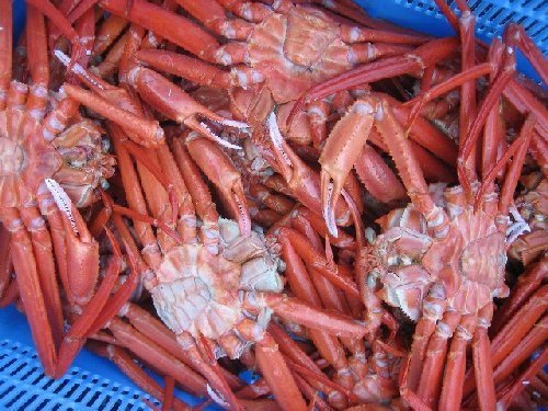 値下げしました!! 紅ずわい蟹5kg