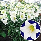 国華園　ユリ球根　鉄砲ユリ　白花　30球