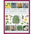 The Illustrated Encyclopedia of Wild Flowers & Trees of North America: An expert reference and identification guide to over 2000 wild flowers and plants from every continent with 4000 beautiful watercolours, maps and photographs