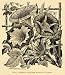 1896 Print Giant Imperial Morning Glories Flowers - Original Halftone Print