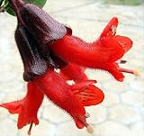 Lipstick Plant 6