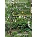 Gardening With the Native Plants of Tennessee: The Spirit of Place