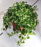 Large Leaf Baby Tears Plant - Pilea depressa - Easy to Grow - 4 Pot