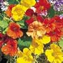 Tall Single Blend Nasturtium Seeds - 3g