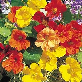 Nasturtium Tall Climbing Single Seeds