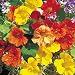 Tall Single Blend Nasturtium Seeds - 3g