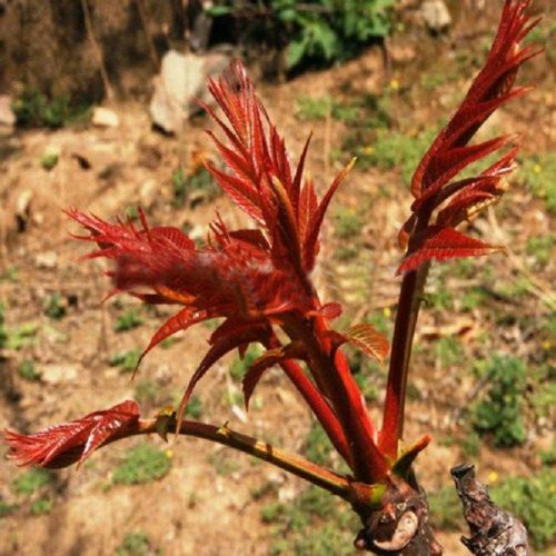 Big Bargain 40 Seeds Chinese Toon Toona Sinensis Tree Organic Healthy Vegetables Herb Plant