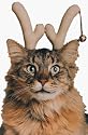 Reining Cats & Dogs Pet Costume